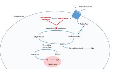 methotrexate_mechanism_simple.jpg